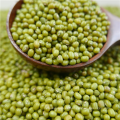 Calidad superior Green Mung Bean para el uso del brote